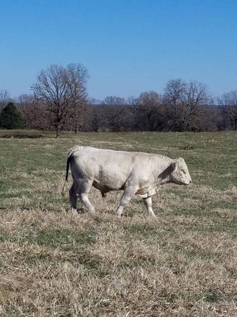 Charolais Bulls