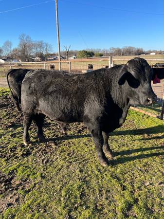 2yr old Brangus Bulls