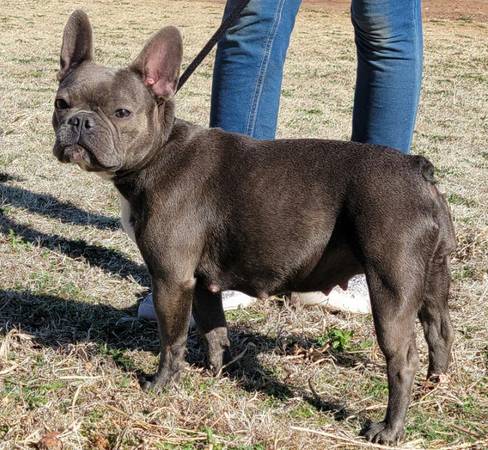 BLUE the stolen French Bulldog