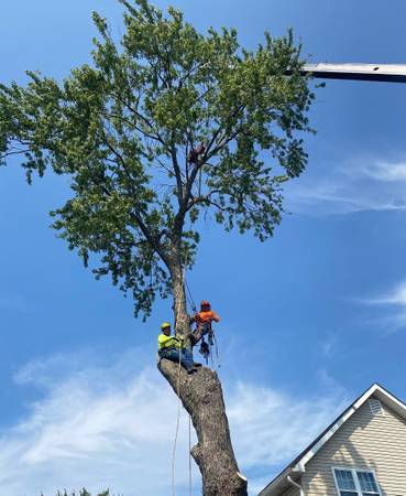 ???? RAMOS TREE SERVICE ?? ???? ??:334-314-8510