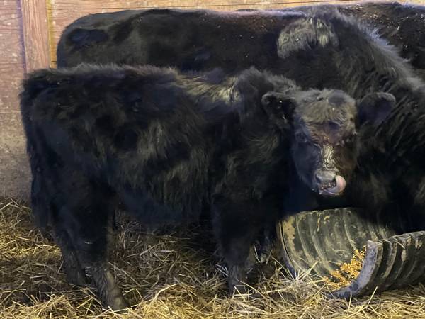 Miniature Lowline Aberdeen Angus Bull