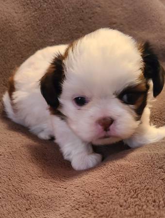 Shih Tzu Puppy