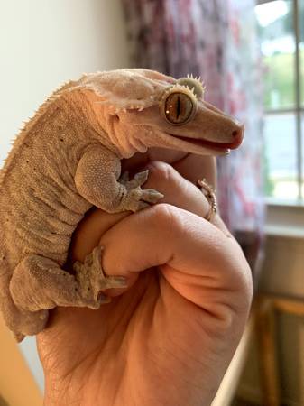 crested gecko