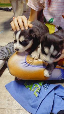 Siberian Huskies