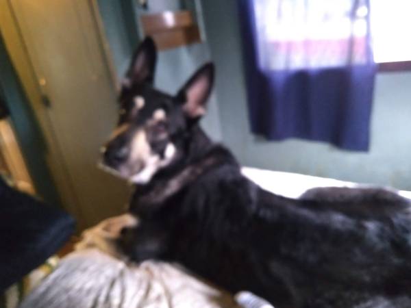 German Shepherd/Malanois needs new home