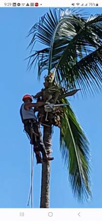 Tree Removal Tree Trimming Best price