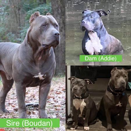 American XL Bully Pups