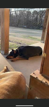 Free Mastiff and Doberman