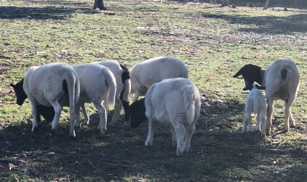 ?? Dorper Sheep ?? Plenty of NICE NICE young females!