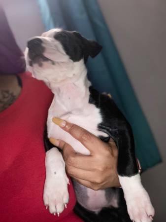 Female pit pup