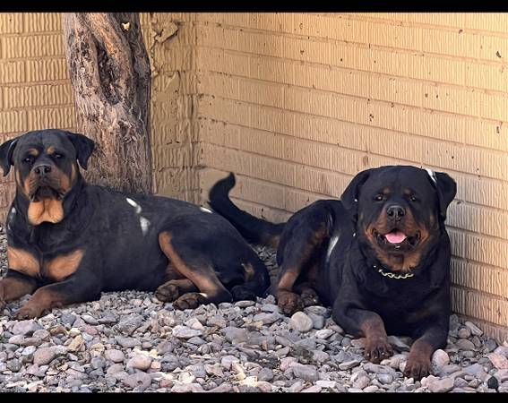 Rottweiler puppies