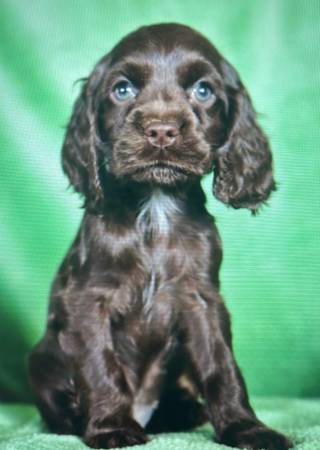 Cocker spaniel puppy