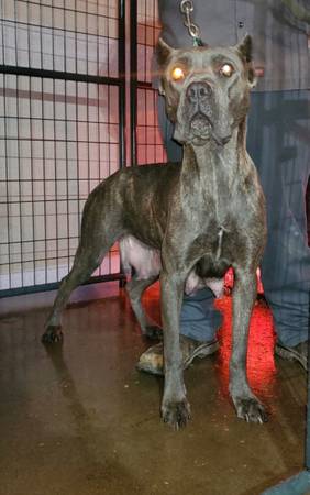 cane corso kennel