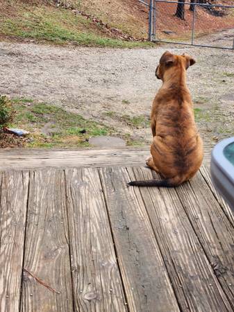 Pitbull pup brindle 15 weeks