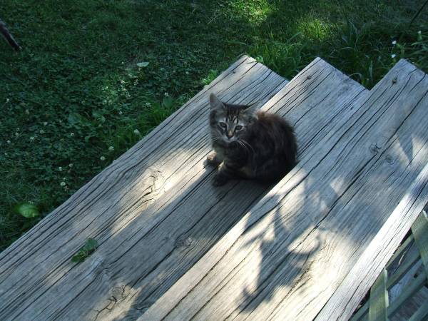 Long haired cat