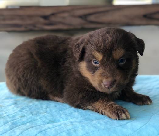 Australian Shepherds Standard size