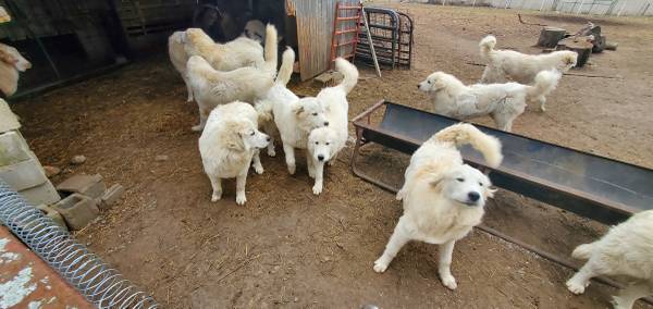 Great Pyrenees LGDs