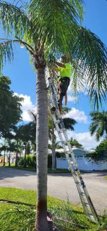 Tree Removal Tree Trimming Best price