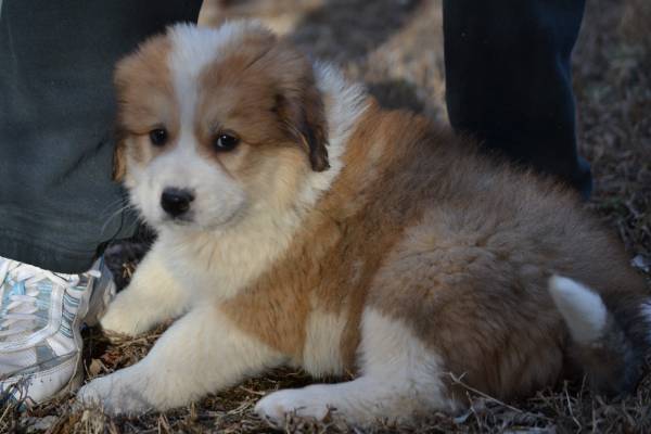 Great Pyrenees/Bernese Mountain Dog Mix