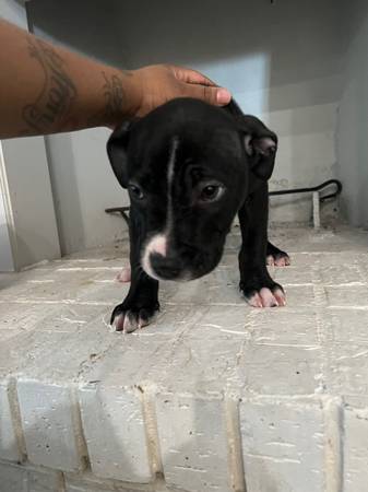 4 month old american bully and Staffordshire terrier pit