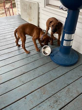 Rhodesian Ridgebacks