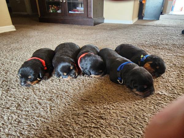 Rottweiler puppies