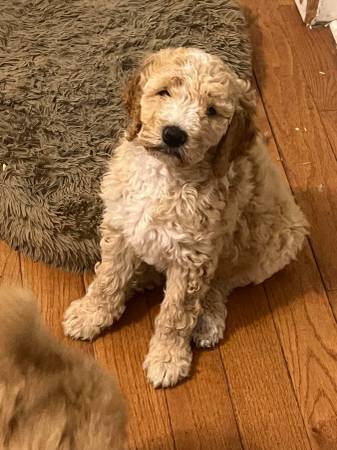 Goldendoodle