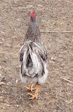 Sapphire Gem Rooster