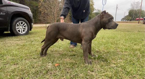 American XL Bully Pups