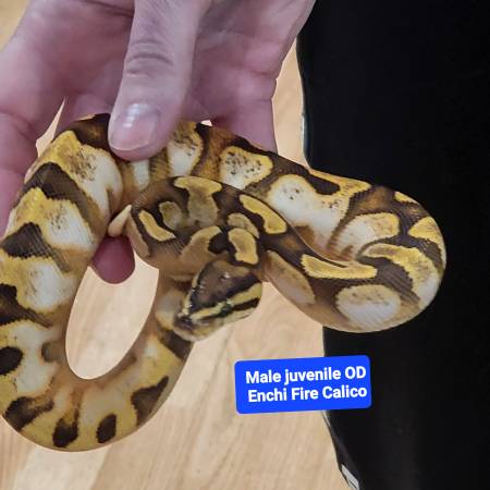 3 ball pythons for rehome