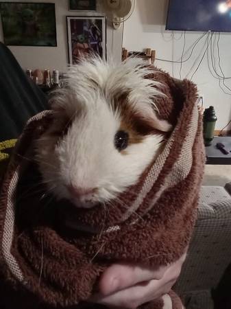 Two male guinea pigs