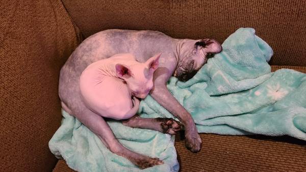 Sphynx kittens