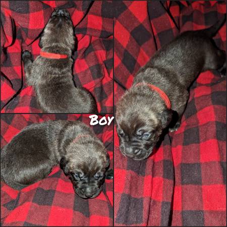 Cane Corso/Italian Mastiff Puppies