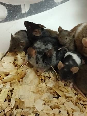 Baby Mice-Tame Pets