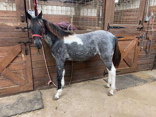 Blue Roan and White registered Tennessee Walking horse