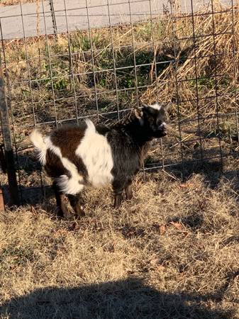 Male Goats