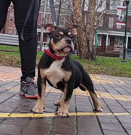 Male American Bully