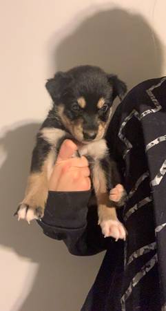 Husky/Catahoula Puppies