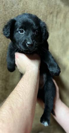 Rescue litters. Lab/shepherd and mini Aussie/heeler