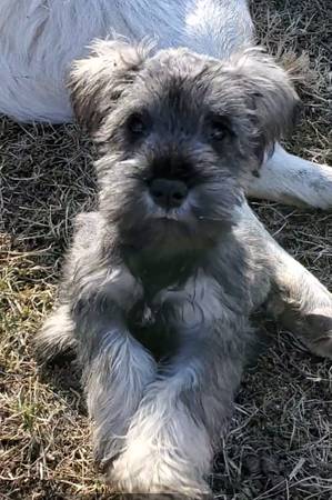 Rehoming Mini Schnauzers