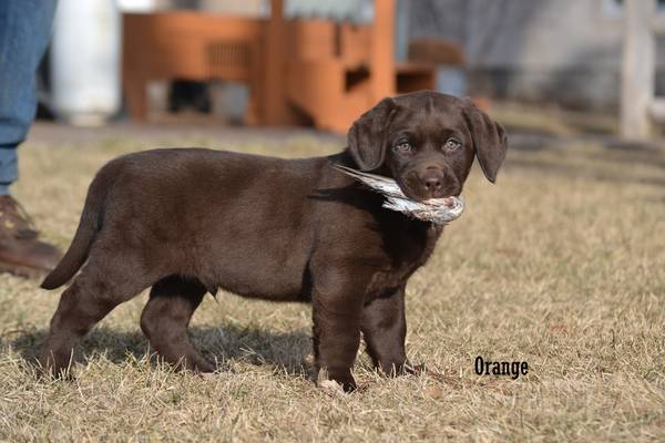 AKC Chocolate Lab Puppies!