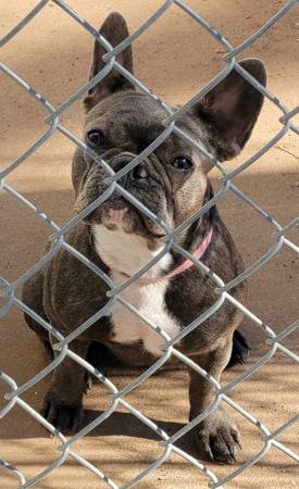 BLUE the stolen French Bulldog