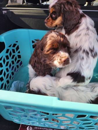 Cocker Spaniels & Springer Spaniel Mix