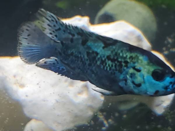 Electric blue jack Dempsey