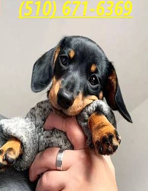 baby silky dachshund dog