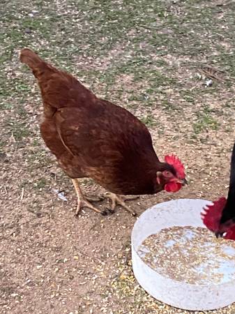 Young Laying hens