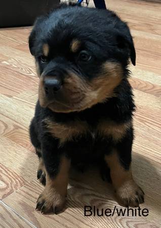 German Rottweiler Puppies