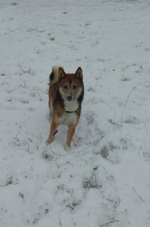 Male Shiba inu