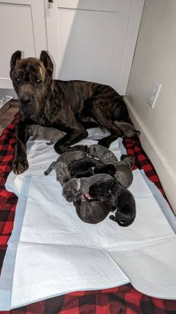 Cane Corso/Italian Mastiff Puppies