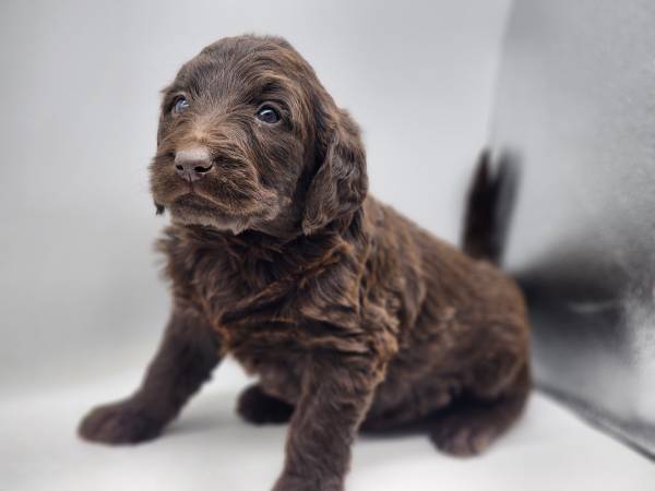 Labradoodles